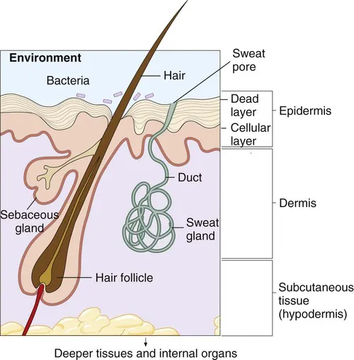 Skin structure